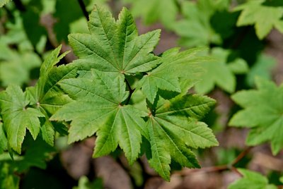 Acer circinatum - javor okrouhlolistý - listy